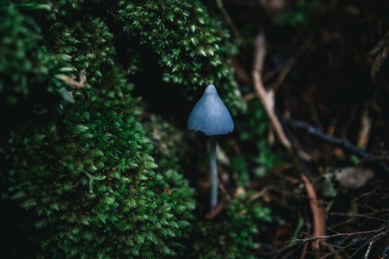 New Zealand’s blue mushroom the world is obsessed with
