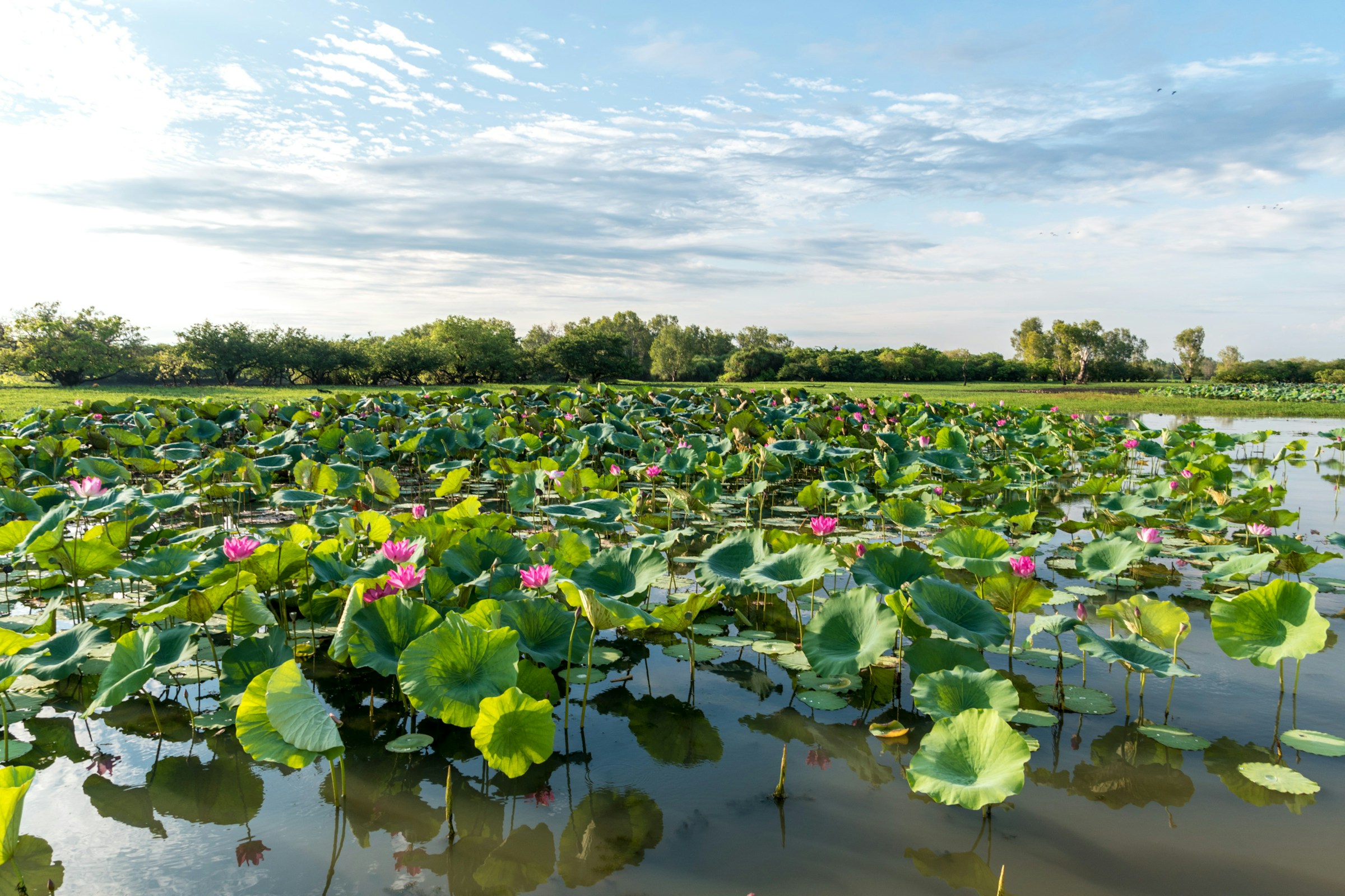 kakadu