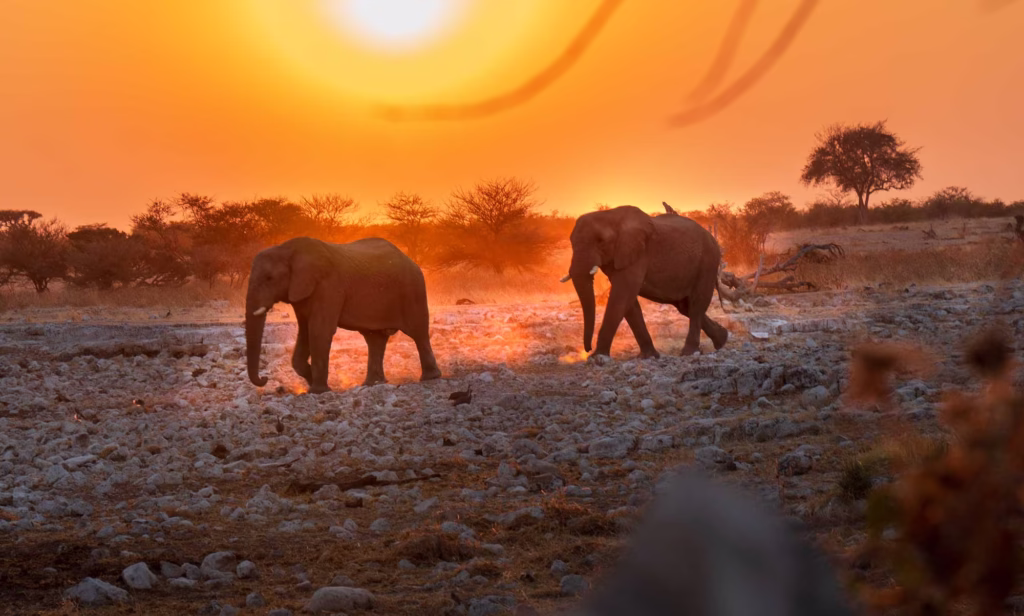 Elephants heading to the watering hole in Etosha, Namibia at sunset