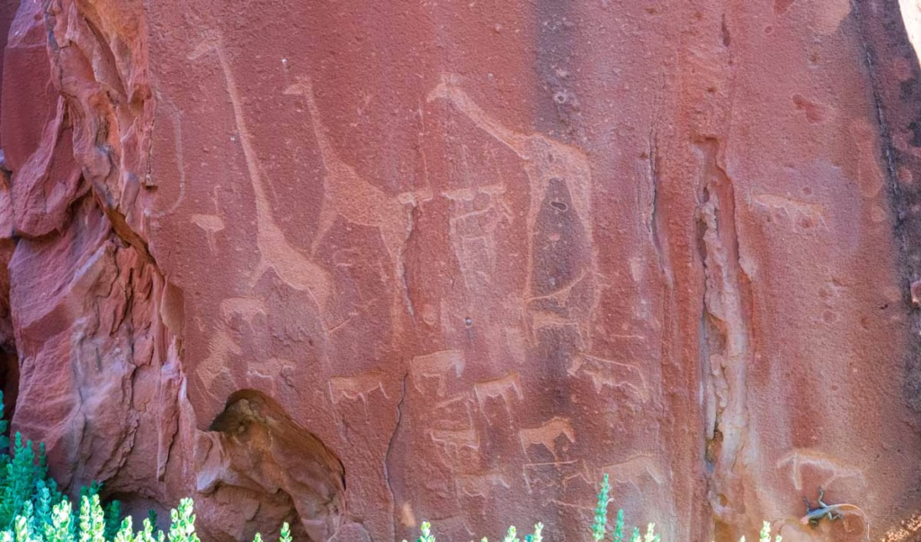 petroglyphs at Twyfelfontein showing giraffes and zebra