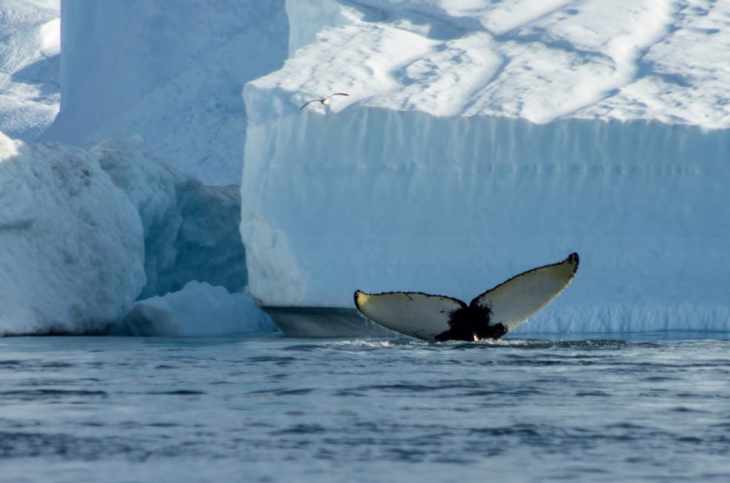 Whale tail in front icebergs near Ilulissat Greenland
