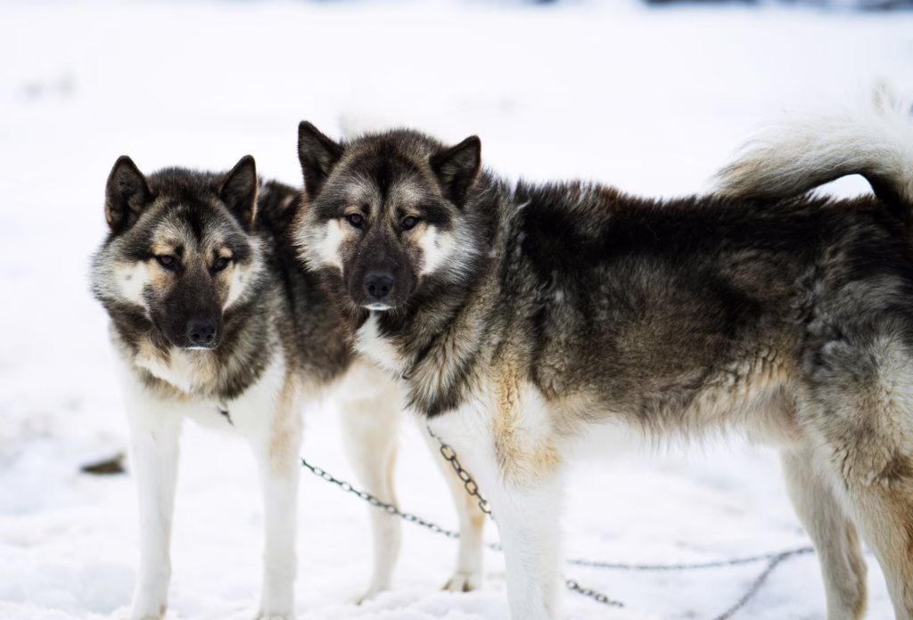 two dogs at the head of a dog sledding team